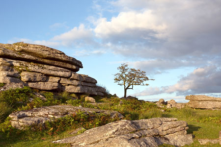 Lone tree at Feather Tor, Dartmoor